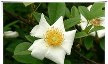 原来彼岸，春暖花开