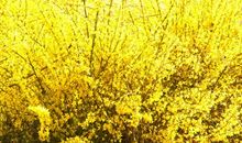 我的植物朋友迎春花