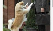 《忠犬八公》观后感