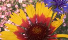 追寻那渐远的微笑