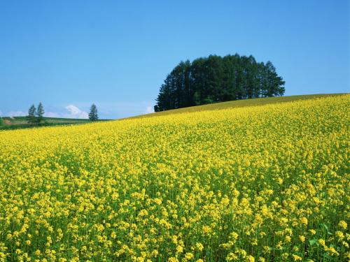 油菜花在心中