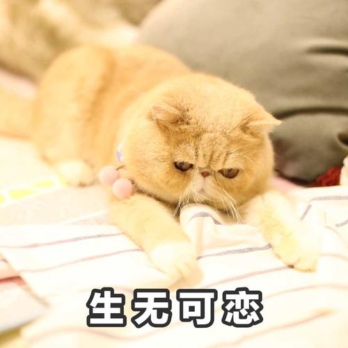 我和橘猫