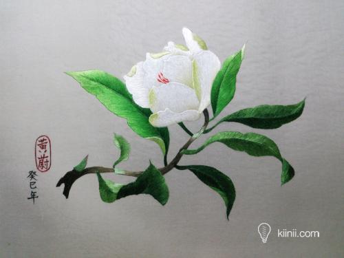 给你一缕芬芳