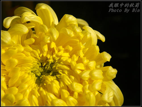 我眼中的菊花