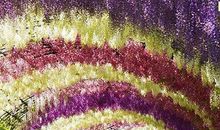 紫藤萝下的回忆