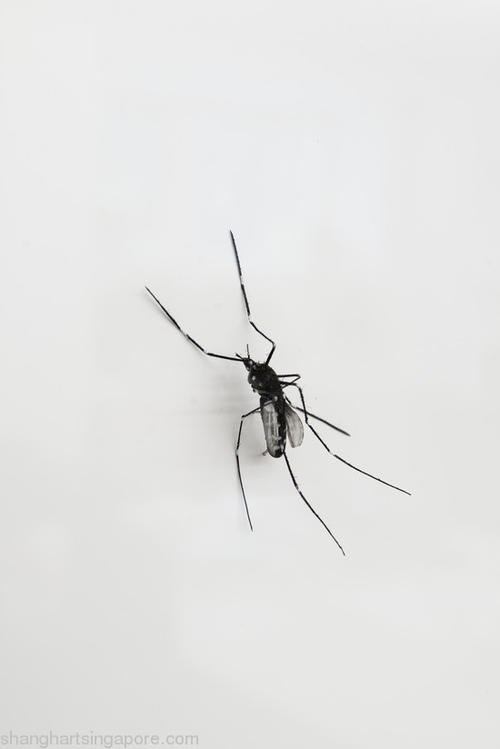 观察蚊子