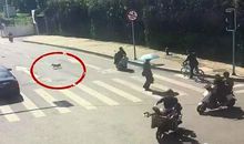 马路上燕子被车撞死