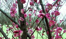 冬梅带给我快乐