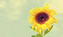 汗水迎着阳光闪烁