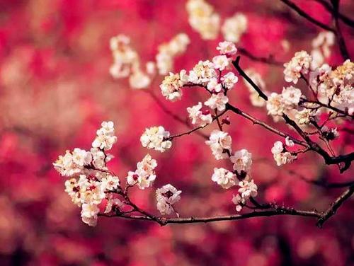 梅花在我心中