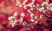 开在心里的梅花