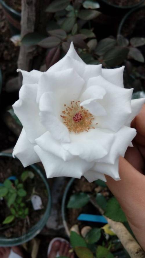 记忆中的小白花