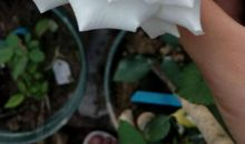 记忆中的小白花