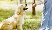 可爱的小动物作文300字