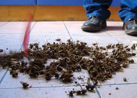 大黄蜂风暴