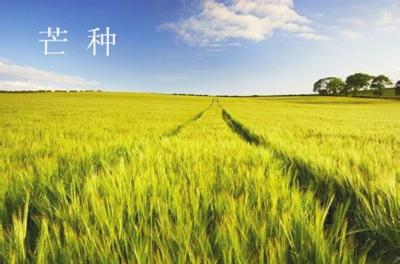 芒果种类组成