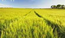 关于芒种的作文