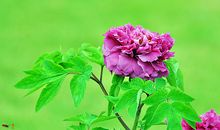 牡丹飘香时，有我