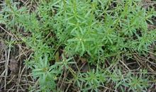 厉害了，墙角那株草