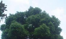 校园里的香樟树