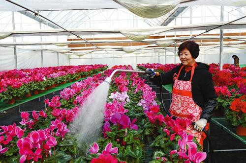温室里的花