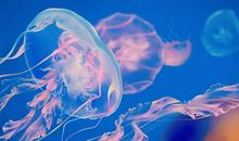 水母的自我介绍_650字