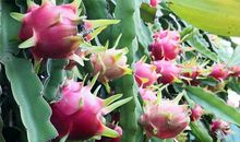 第一次摘火龙果