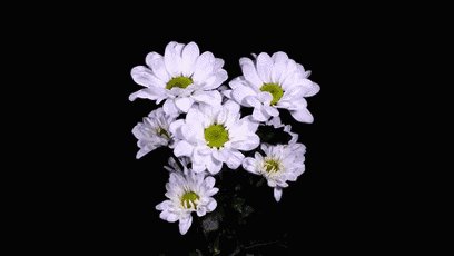 花开在我心中