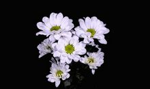 绽放在心底的花