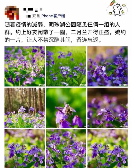 给你一个金色的梦想