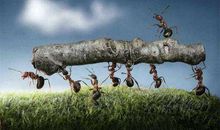 力大无比的蚂蚁