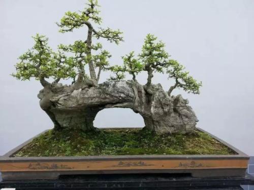 独特的“盆栽植物”