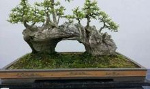 与众不同的“盆栽”