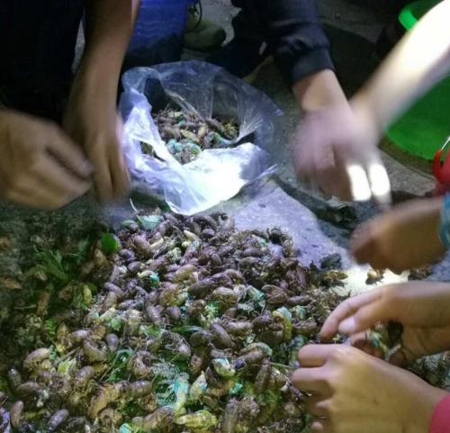 赶上金蝉