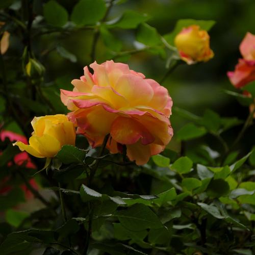 进入花季