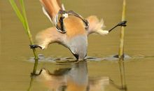 我是一只渴望飞翔的鸟