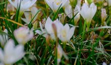 不做温室里的花朵