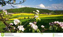 春天乡村的约定