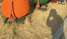 让友情之花盛开