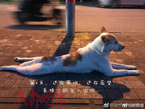 关怀少年和流浪狗