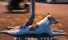 充满爱心的少年和流浪狗