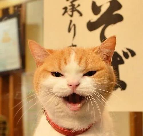 与猫共度的日子