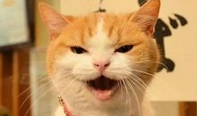 与猫相伴的日子