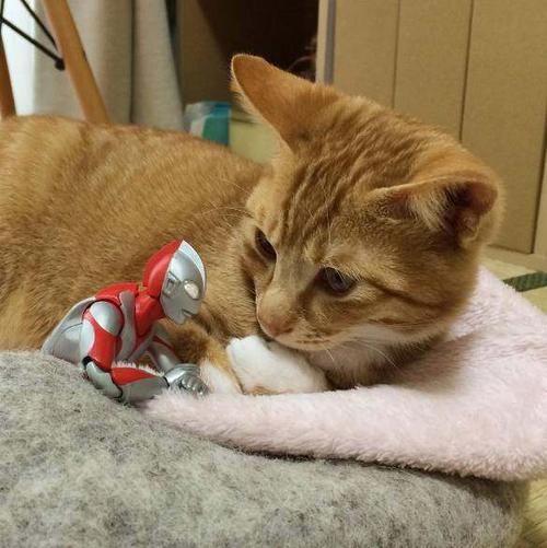 关于观看“猫”的思考