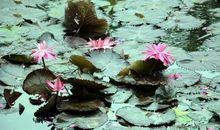 校园里的荷花池