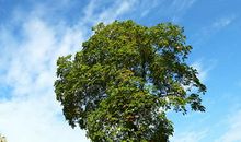 冬天里的一棵树