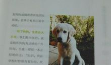 牧羊狗将军读后感