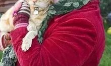 记忆与眼中的猫