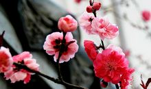 梅花的美