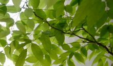 窗外那一抹绿色